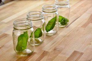 four mason jars with a basil leaf in each