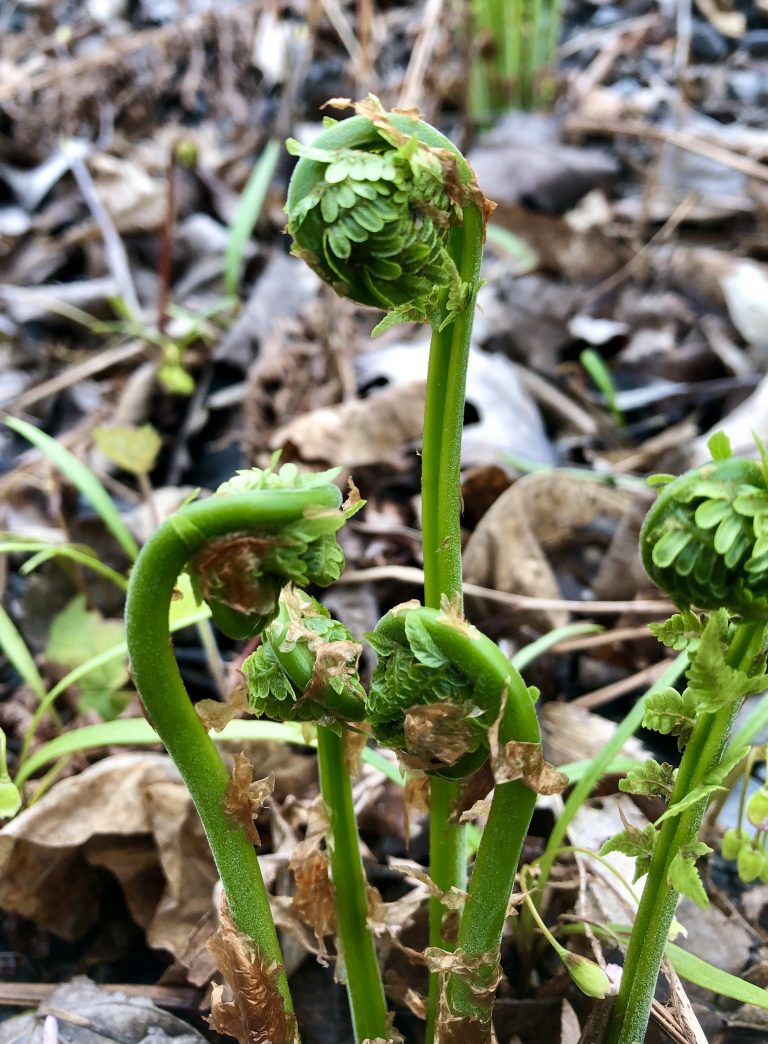 How To Forage For Fiddleheads - The Intrepid Eater