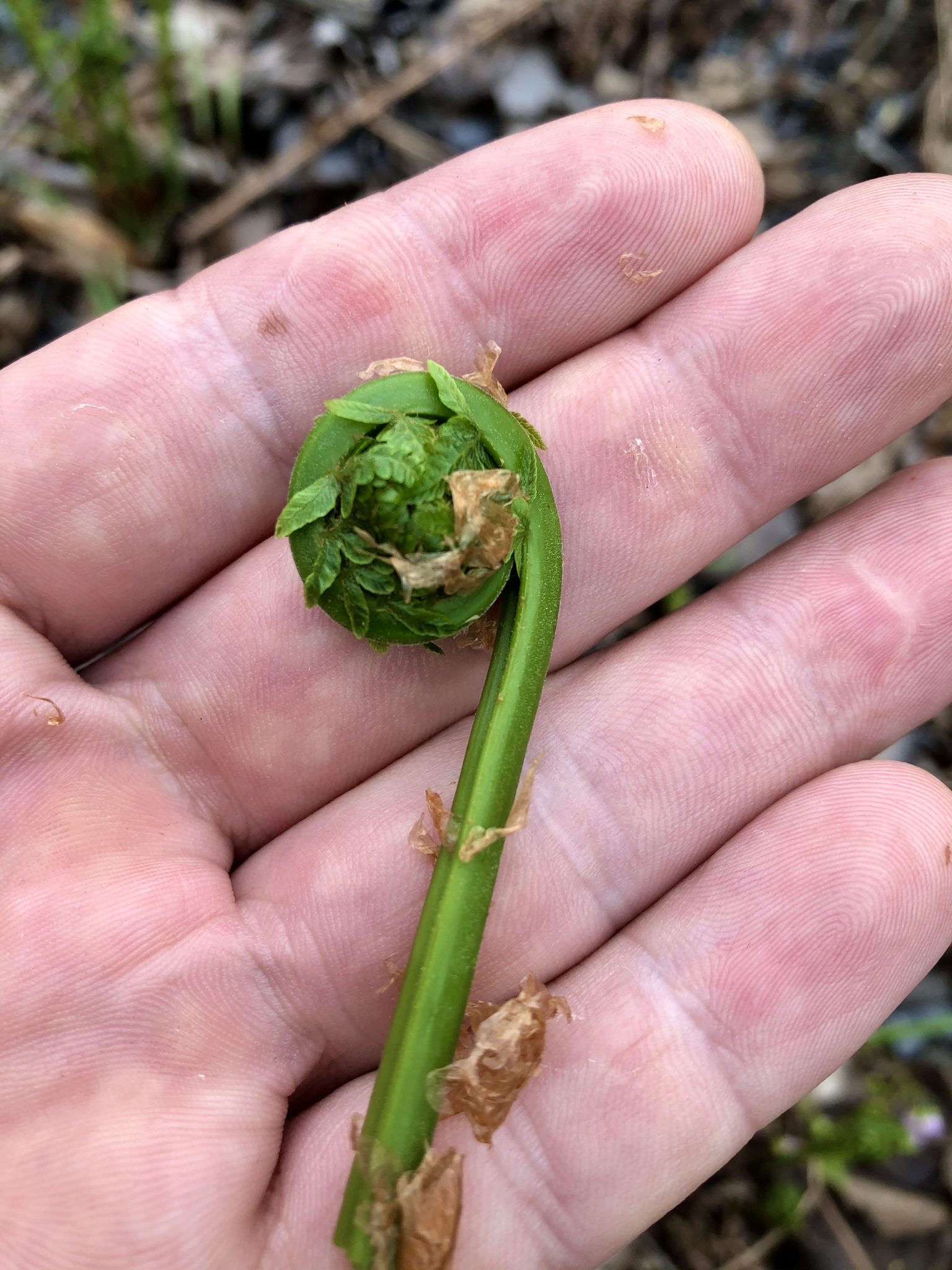 How To Forage For Fiddleheads - The Intrepid Eater