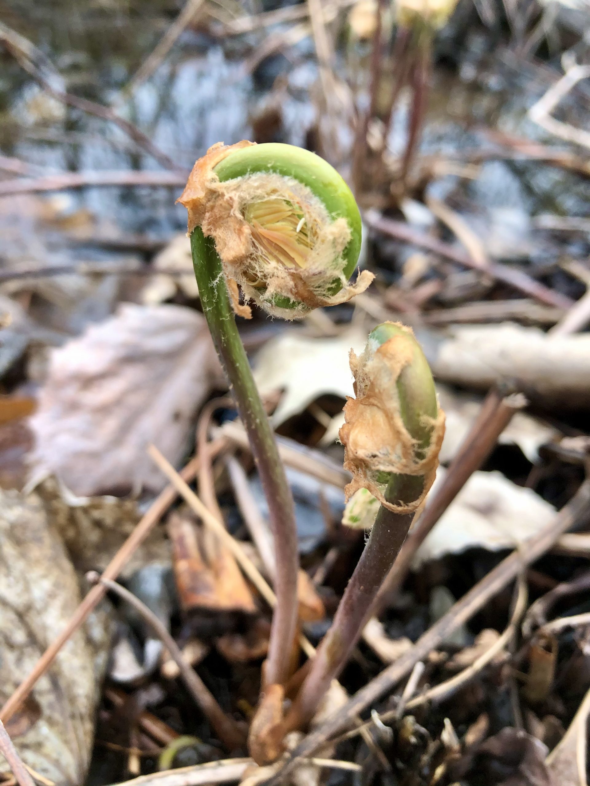 How To Forage For Fiddleheads - The Intrepid Eater