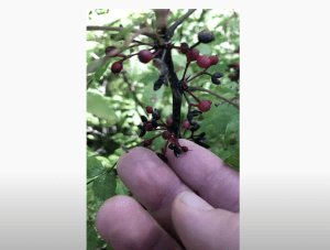 Harvesting Prickly Ash Berries